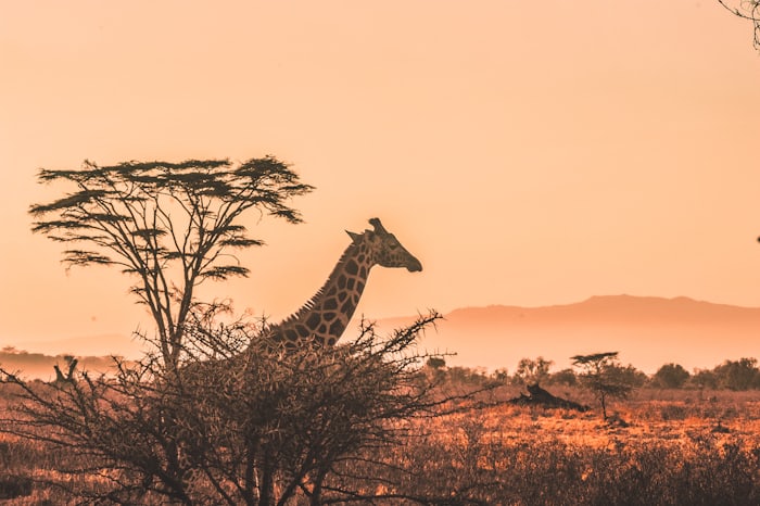 Giraffe beside an acacia tree at dusk in an Eastern Cape private game reserve