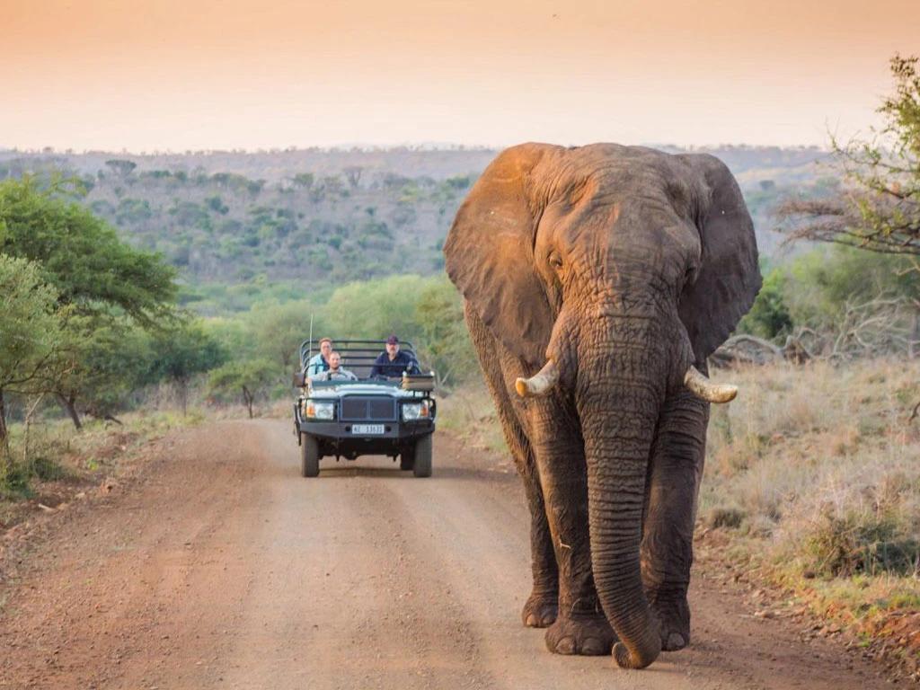 Elephant bull walking ahead of a safari vehicle on a Greater Kruger road at dusk