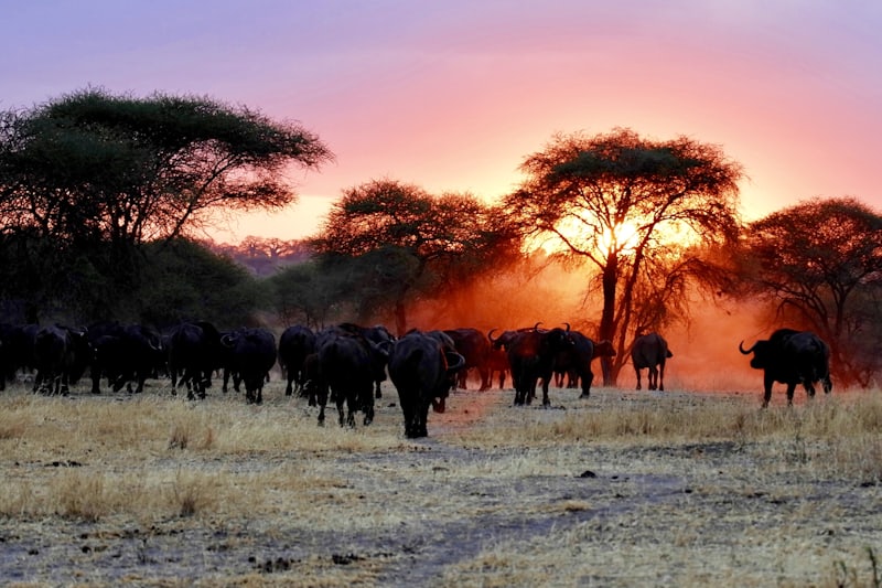 Buffalo herd moving through the bush at sunset