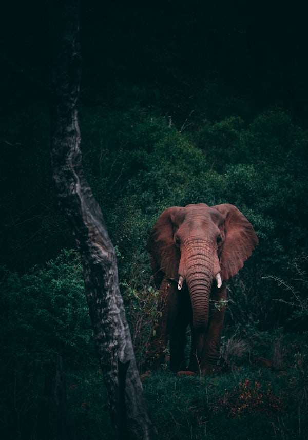 Elephant emerging from thick indigenous forest in the Eastern Cape