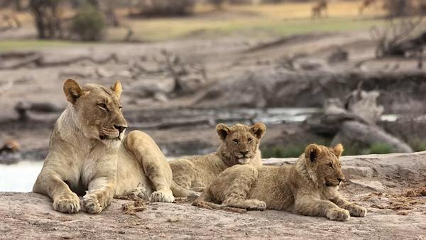 Lioness with her cubs resting on a rocky outcrop in malaria free Madikwe Game Reserve