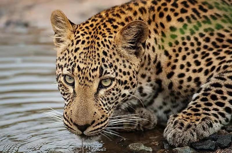 Leopard drinking at a waterhole in the Sabi Sand Nature Reserve