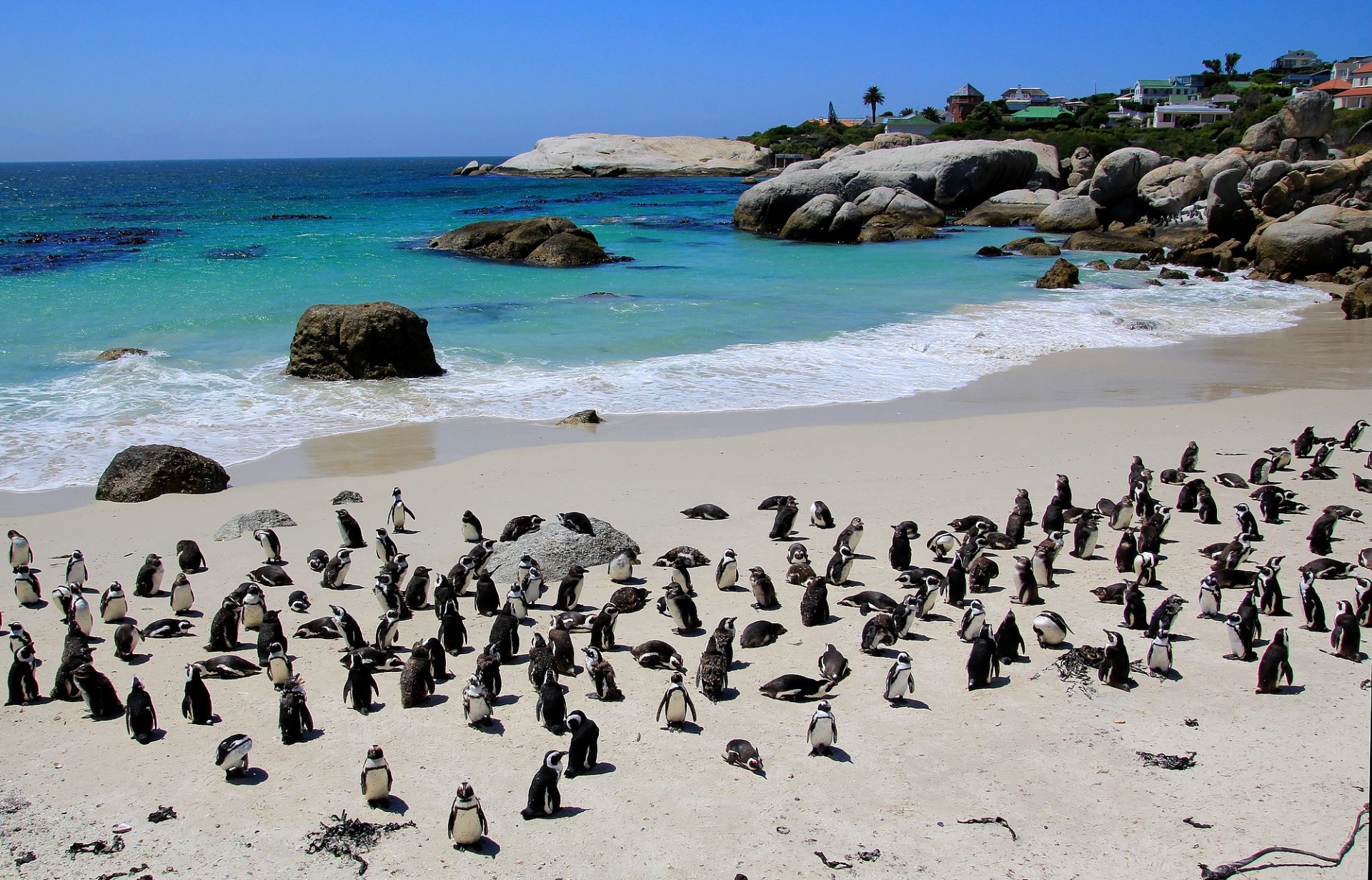 The 7 Best Beaches to Visit in Cape Town • Cape Town Luxury Escapes