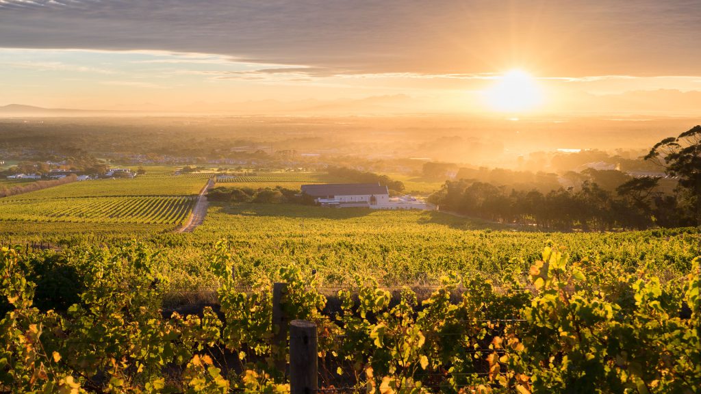 Sunset over Steenberg Vineyard